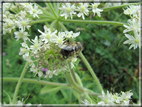 foto Fiori